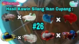 Hasil Crossingan 8 Macam Ikan Cupang