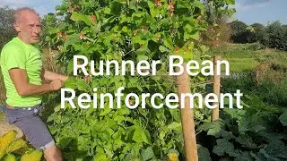 Runner Bean Reinforcement