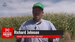 Local maze designing company combines farming and art