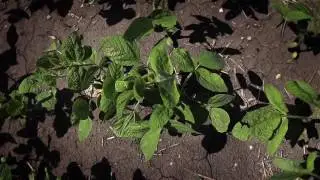 Plant beneficial microbes and disease suppression