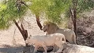 فيديو لعشاق الحيوانات البرية/حديقة الحيوانات بفريقيا