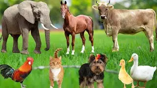 Learn Animal Sounds: Elephant, Cow, Sheep, Horse, Tiger, Dog, Pig, Lion & Monkey - Farm Animal Video