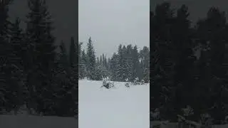 Снег на Урале #лес #зима #тайга #урал #уральскиегоры #winter #snow #snowfall