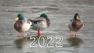 Guten Rutsch 2022 - Otto Neumann