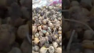 G1 garlic baby seeds available 35mann