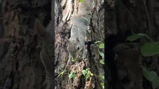 Nursing Squirrels Get Really Hungry #wildlife  #squirrels #squirrel #avocado