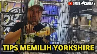 3 Tips for choosing a Yorkshire canary for beginners so you don't get confused