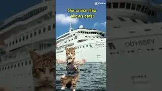 About to move fulltime into a cruise ship, & cats are allowed! @MidLifeCruising95 #cats #villavie