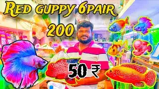 Red guppy 6pair 200 only in Tamil 