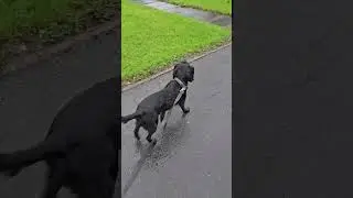 Out and at it again, out with Sam (Williams Dog Walking Telford UK) 9/12/25
