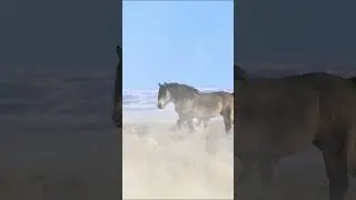 🐴🏔Wyoming Wild Horses🏔🐴 #wildhorses #wildlife #wyoming #mustangs #free #stallion #shorts