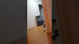Cat Sisters Play/Zoomies