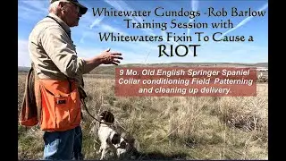 Field Hunting Training with 9 Month Old Springer Spaniel