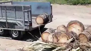 Bismark palm log unload