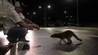 Hand Feeding Raccoons
