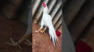 white Parrot Beak long tail Aseel rooster #roosterfarm #aseelfarming #ಕೋಳಿ#assel