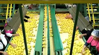 Lemon Packing Plant