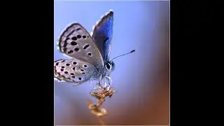 Desert Biodiversity Conservation and Challenges
