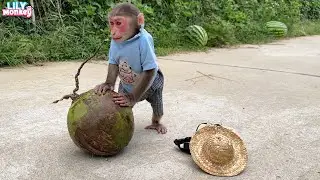 Lily found a coconut after school. What she did will surprise you!!! | Lily's story
