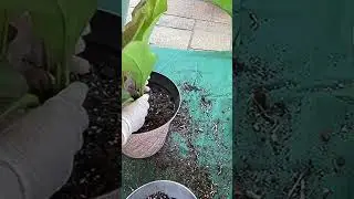 Plants grow healthier when given sufficient space.