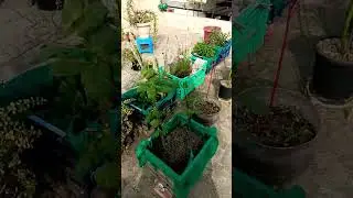 #motivation #plants #hardyplant #houseplants #yt #garden #indoorplants#viral #shorts_video#trending