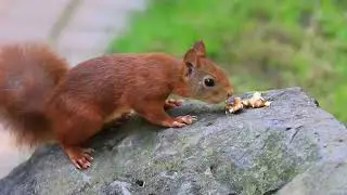The brown squirrel on the rock and on the ground.
