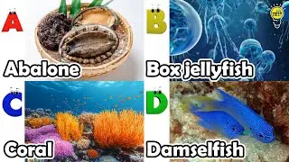 ABC phonics animals | ABC Sea Animals song | English and Animals for Kids | Alphabets Kids Song