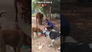 Helping Street Animals ❣️🐕❣️#shorts #respect #dog #bejuban #animals #Gmsahu