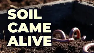 No worms? Add these 6 things and watch your raised bed come alive