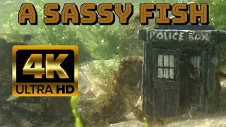 4K Ultra HD Small Shrimp, Crabs & Fish Underwater & Calm Music #4k #ocean #backgroundmusic #nature