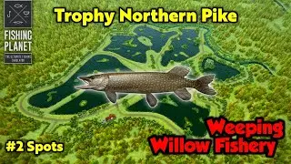 Trophy Northern Pike Weeping Willow Fishery - Fishing Planet