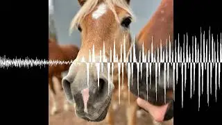 #396 Neuer Reitsport-Aufreger: Herr Kukuk, wir m&uuml;ssen reden! - Der Pferdepodcast