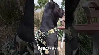 Dog Harness Sale 50% OFF - Rogue Royalty Quick Fit adjustable dog harness.