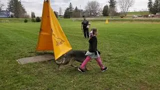 American Schutzhund 1 Prep - Blind Search and Heeling Into/Out of the Blind