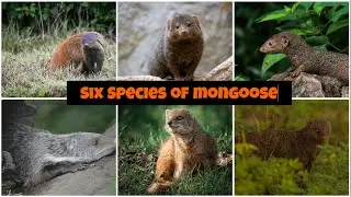 Species of Mongoose of India | Informative | Caracalpedia