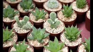 Cómo hacer un jardín en miniatura con plantas crasas - Bricomanía - Jardinatis