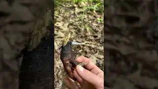 I found a huge turkey spur!!! #turkeyhunting #squirrely #jesus