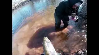 Steelhead Fishing Lake Ontario tributaries March 2020 (Pt. 2) BIG FISH