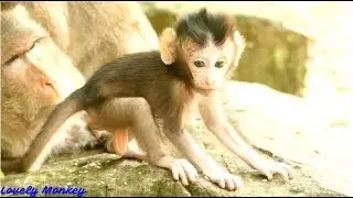 Baby Monkey Copper Can Learn  Fast To Walk Step By Step | Baby Copper Such A cute & Beautiful.