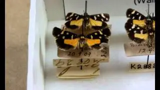 A Guide to the Handling and Digitising of Specimens