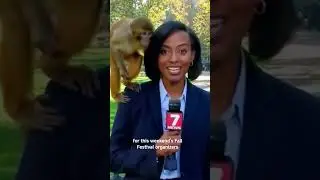 MONKEY TAKES OVER News Report! 🐒 Reporter's UNEXPECTED Co-Host 🤩#shorts #youtubeshorts #news #monkey