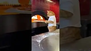 Aujourd&rsquo;hui Milo a d&eacute;cid&eacute; qu&rsquo;il &eacute;tait&hellip; pizzaiolo. 🍕  #milolechat #chatroux #humour #animaux