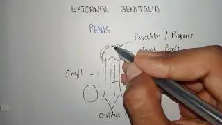 Male external genitalia essentials of medical sciences | Male external genitalia | Glans penis