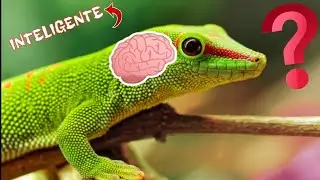 &iquest;Cu&aacute;l es el REPTIL M&Aacute;S INTELIGENTE del Mundo?- Reptiles inteligencia, reptil mascota, reptil salvaje