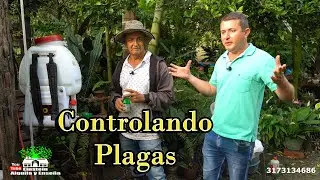 Piojos, hormigas, hongos, mosca blanca contr&oacute;lalos con este producto. 🤠 Einstein Serna. 3173134686.🏡