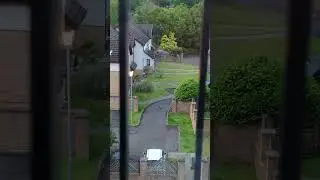 seagull dive-bombing a fox