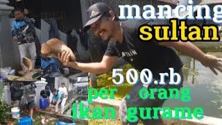 mancing full gurame #mancingmabar #epan #mancingikangurame