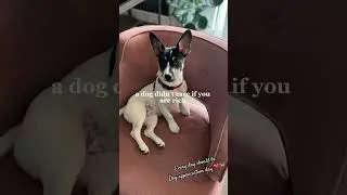 Every day should be dog appreciation day #youtubeshorts #doglover #dogshorts #puppylove