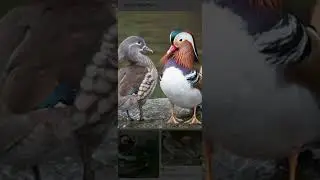 Most beautiful Ducks in the world 😍🤩