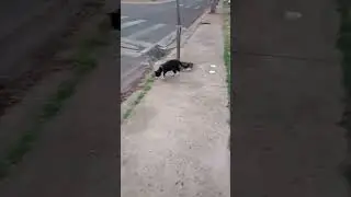 #shorts# você gosta de gatinhos